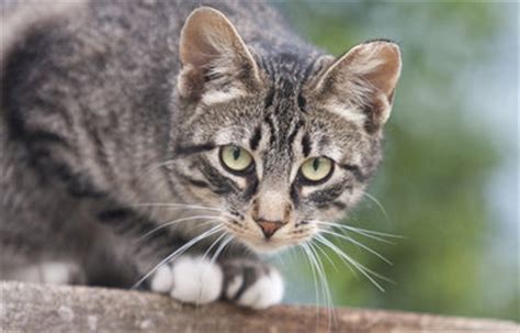 Webmd went to the experts in cat health and behavior for tips on how to make a difference in. Woman who feeds at least 17 feral cats being prosecuted by ...