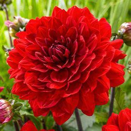 These flowers are skilled at holding their shape in bad weather. Karma Dahlia Amora® | Wholesale flowers, Dahlias for sale ...