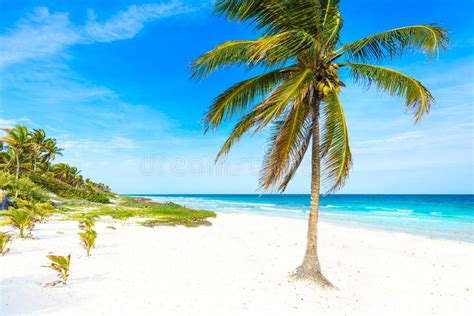 Playa Con Las Palmeras Hermosas Mar Del Caribe De Paradise En Mxico