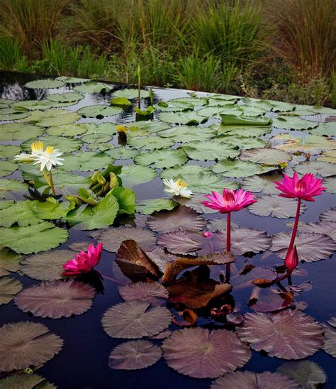 Heres How To Grow Gorgeous Water Lilies In Your Pond Water Gardens