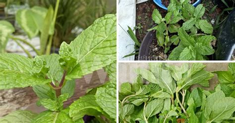 Sebenarnya mudah tetapi sebab tekniknya salah itu. Cubalah Tanam Pokok Pudina Guna Keratan Batang Segar ...