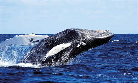 The Best Whale Watching Tours In The World 20192020 Wanderlust