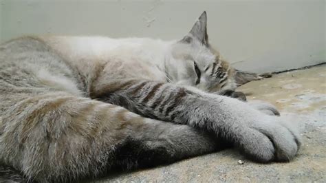 Sleepy Chubby Lynx Point Siamese Cat Youtube