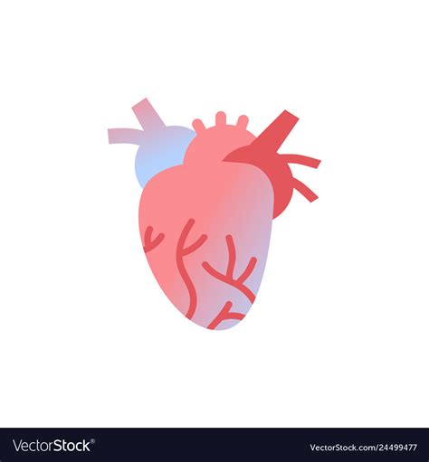 Anatomical Heart Icon Human Body Organ Anatomy Vector Image