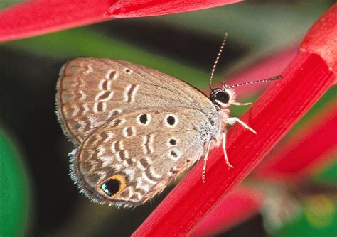 Ceraunus Blue Alabama Butterfly Atlas