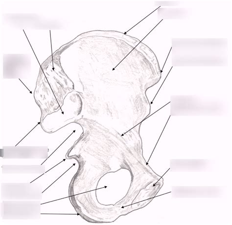 Pelvic Bone Medial Bone Pubic And Ischium Diagram Quizlet
