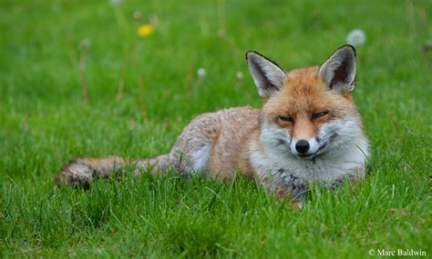 Red Fox Wildlife Online