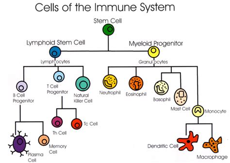 Oncology Basics 2016 The Immune System And Immunotherapy
