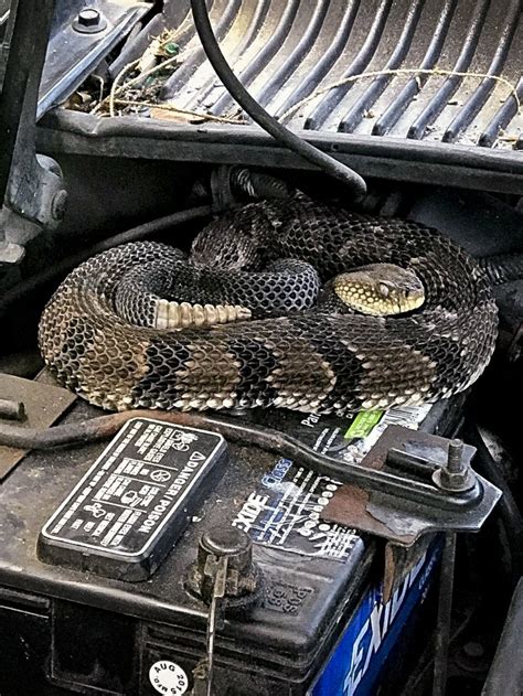 New york does not honor any other states permit/license. PHOTO: Man finds rattlesnake under hood while trying to ...