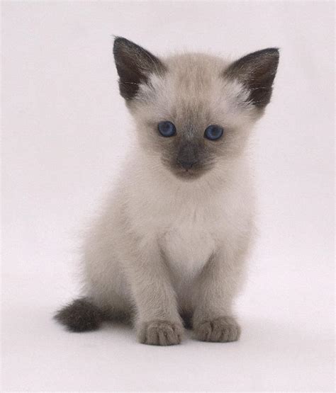Siamese Cats Pets Cute And Docile
