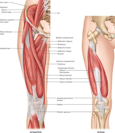 MHE Reader Human Body Anatomy Inside Human Body Quadriceps Femoris