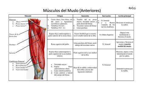 Músculos Del Muslo Resumen Lab Anatomía Ii Rubyg Músculo Origen Inserción Inervación Acción