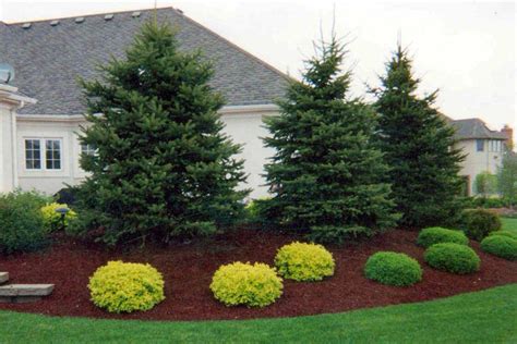 Beautiful Landscaping With Evergreens Landscape Designs For Your Home