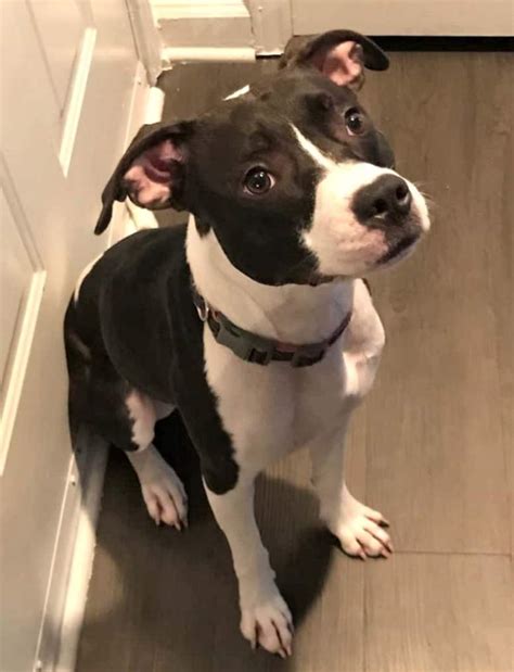 Meet charlotte, a lovable boxer puppy who's ready to take on the world. Pitbull In Nc - Goldenacresdogs.com