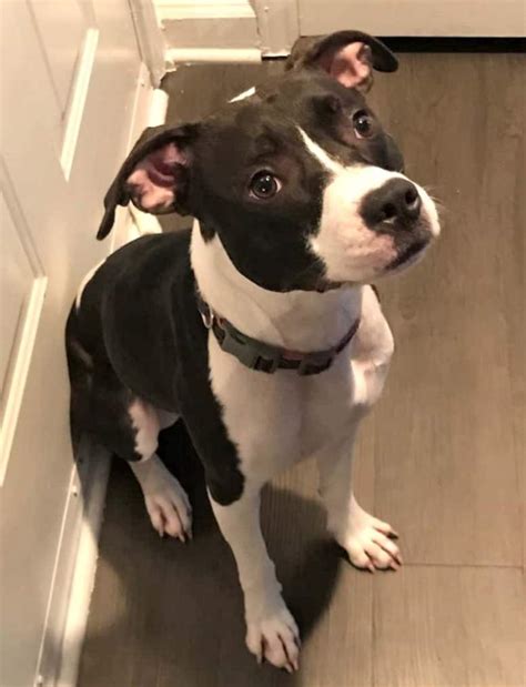 Puppies are due in november.… Gorgeous Boxer American Pit Bull Terrier Mix Dog For Adoption in Charlotte NC - Adopt Amelia