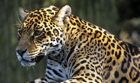 Animais em extinção no Brasil