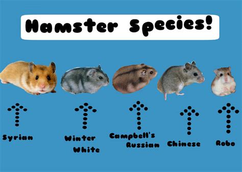 Beginners Guide For Hamster Care Hamster Pet Care