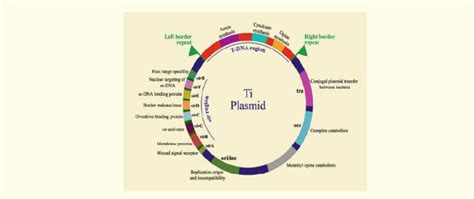 Genetic Map Of Octopine Type Ti Plasmid Modified From Ream 2002 And