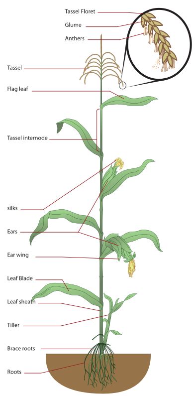 Filemaize Plant Diagramsvg Wikimedia Commons