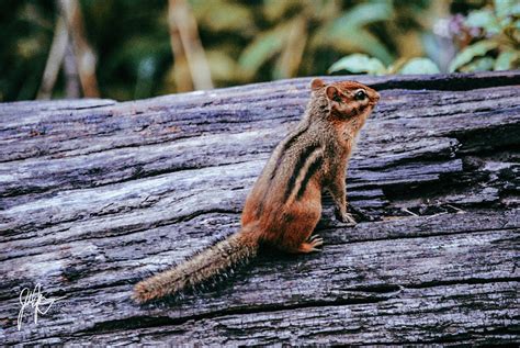 Chipmunk Photograph By Joshua Moritz Fine Art America