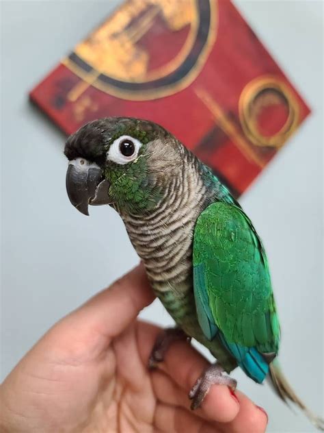 Green Cheek Conures For Sale Blue Parrot Exotic Birds