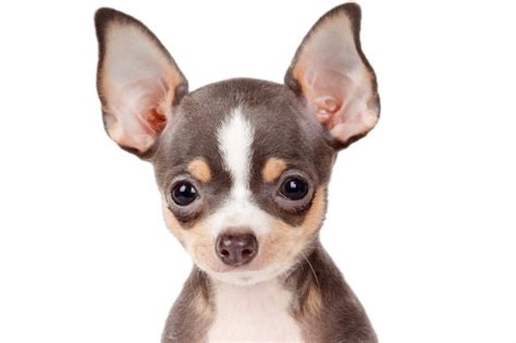 Comportamiento Habitual De Los Perros Chihuahua ¿cómo Son Los Chihuahua