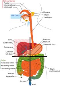 Want to learn more about it? Where is the Liver Located