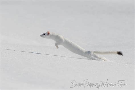 Jumping Ermine In Yellowstone Winter Shetzers Photography