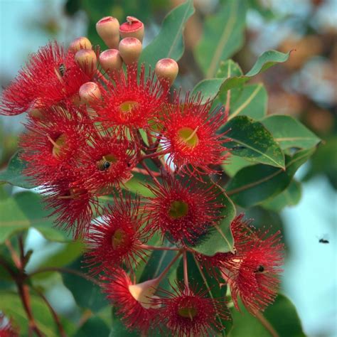 Red Flowering Gum Seeds The Seed Collection