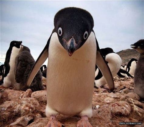Hi Wer Bist Du Denn Penguins Adelie Penguin Cute Penguins