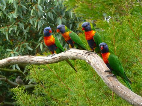 Birds Parrots Colored Background Branches Hd Wallpaper Rare Gallery