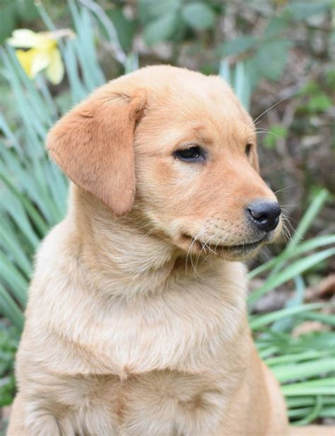 You need to select atleast one of the filters. Adoption Process-Labrador puppies | Johnson Point Labradors