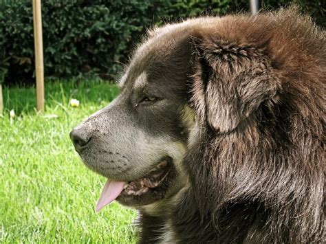 Tibetan Mastiff Facts Price Images Lifespan Full Grown