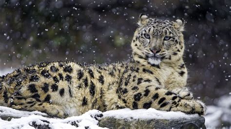 Snow Leopard 4k Wallpaper Winter Big Cat Wildlife