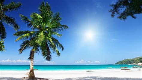 Palm Tree Sunny Beach Seashore Clear Sky Hdr