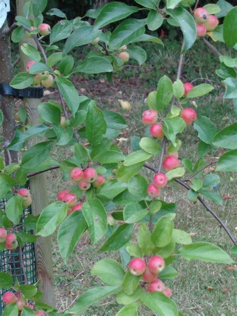 Malus Gorgeous Crab Apple Tree