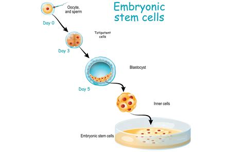 Embryonic Stem Cells The Fountain Magazine