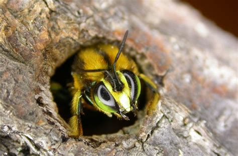 Green Carpenter Bee Conservation Project Update The Wheen Bee Foundation
