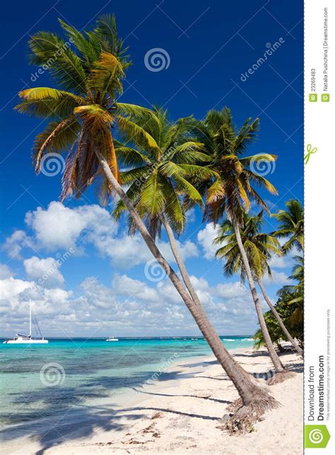 Palm Trees On The Tropical Beach Caribbean Sea Stock