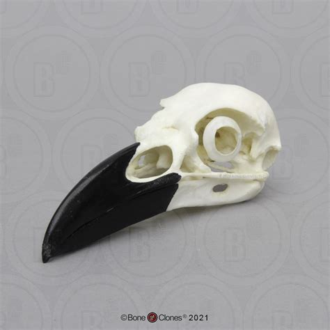 Raven Skull Bone Clones Inc Osteological Reproductions