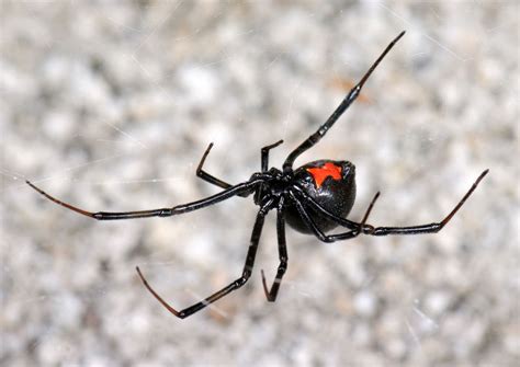 The True Widow Spiders The False Widow Spider