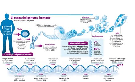 organizaciÓn del genoma humano genoma humano