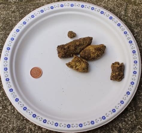 Each time we ask our dog to come to us, we're asking them to stop what they're doing. What Is My Pet's Poop Telling Me? - Raw Pet Food - Natural ...