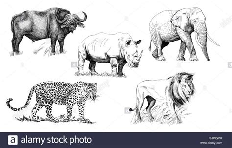 Black And White Colouring In Clip Art Images Of The Big 5 Animals