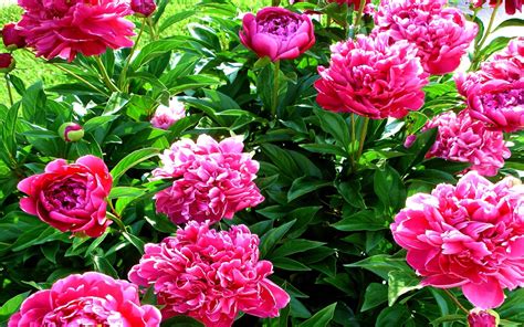We did not find results for: Peonies beautiful Pink Flowers tree green leaves Peony ...