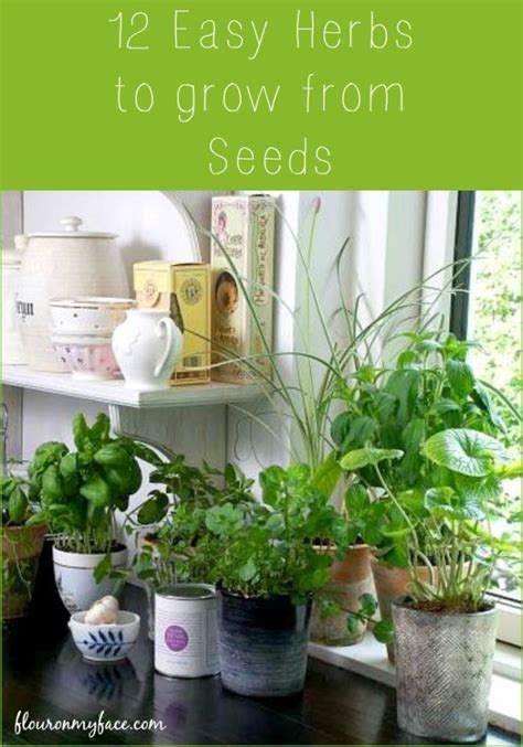 12 Easy Herbs To Grow From Seeds Flour On My Face