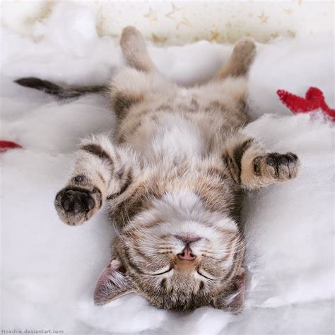 Sebelum melihat gambar kucing, sebaiknya kita berkenalan dengan spesies lucu dan imut ini. 150 Gambar Kucing Lucu dan Imut (Anggora, Persia, Maine ...