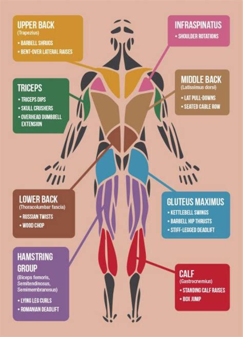 Body Muscle Names Chart The 25 Best Body Muscles Names Ideas On