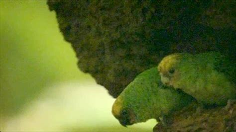 Bbc Earth News Worlds Smallest Parrot Filmed