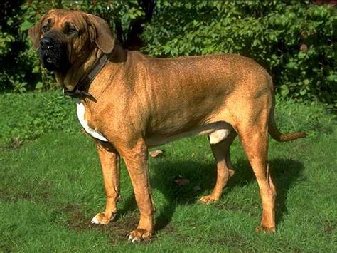 20 Of The Worlds Rarest Dog Breeds Rare Dog Breeds Guard Dog Breeds